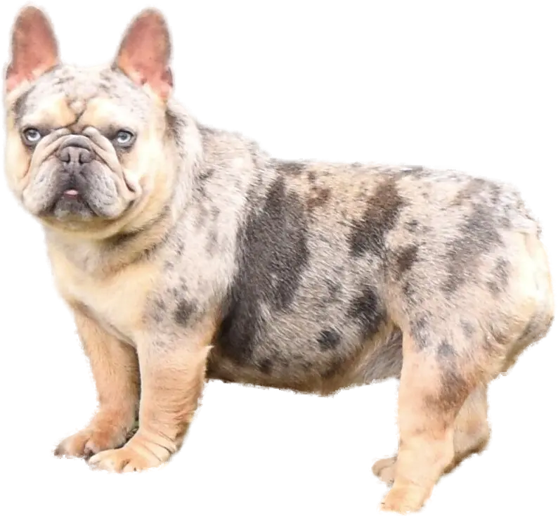 Pippi, a lilac and tan merle French Bulldog