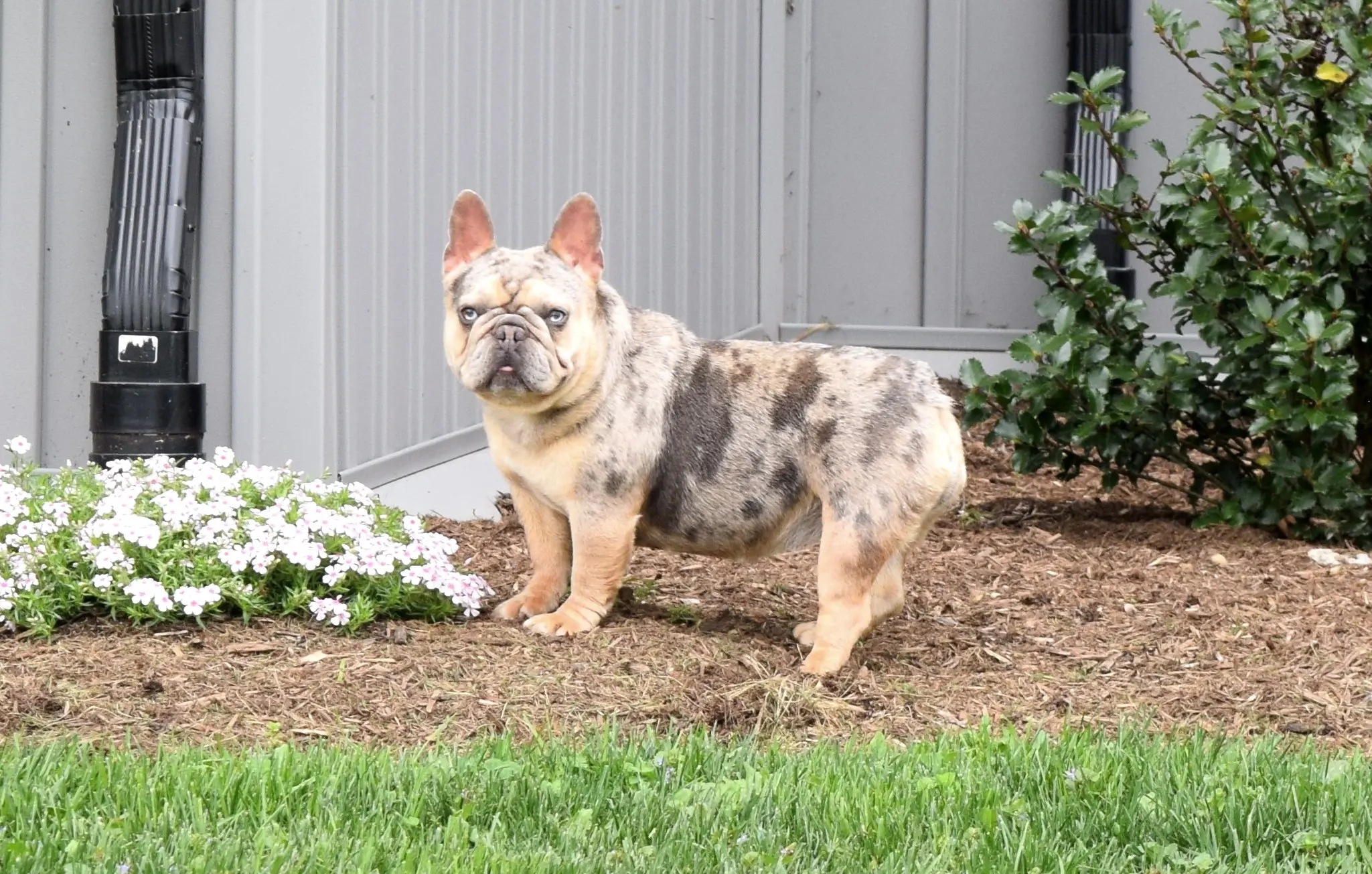 Pippi, a lilac and tan merle French Bulldog from Baltic Frenchies