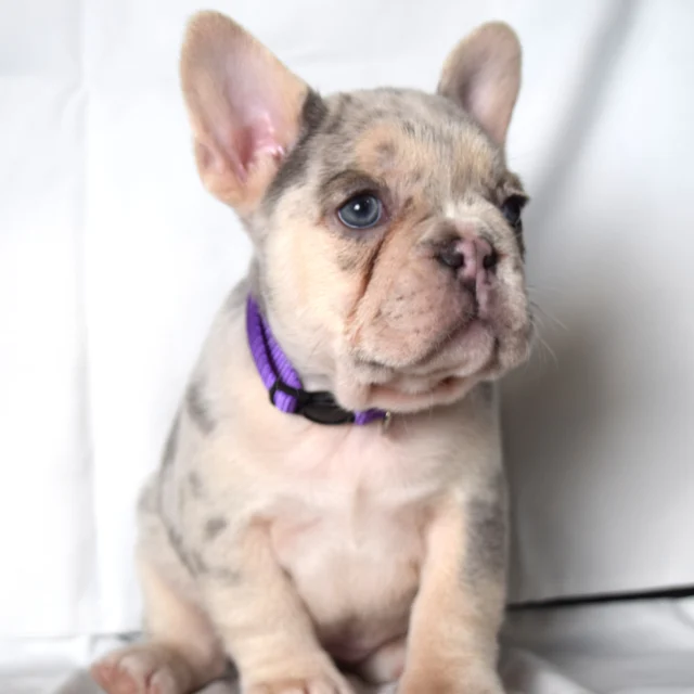 Tallula, French Bulldog puppy