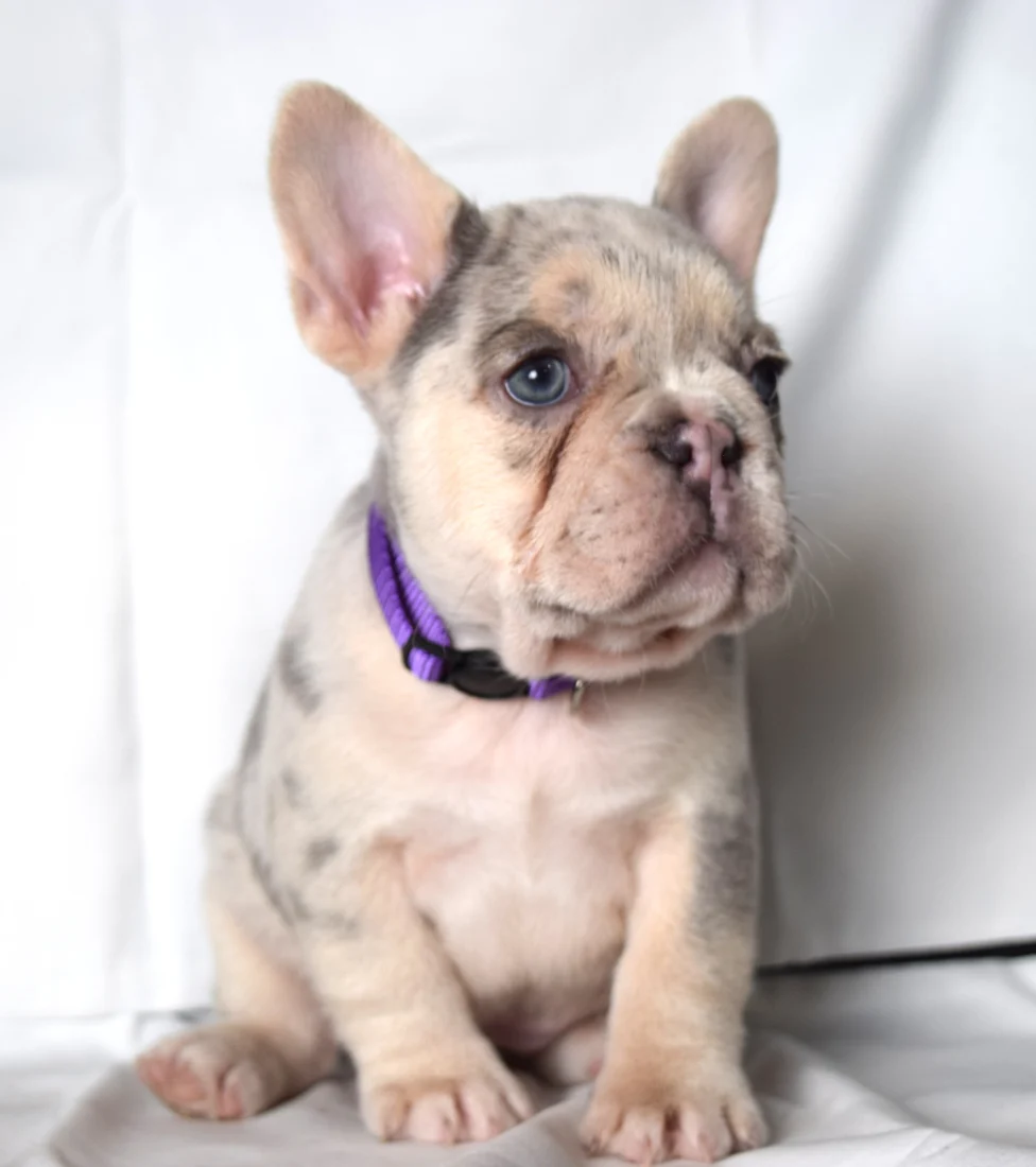 Tallula, French Bulldog puppy
