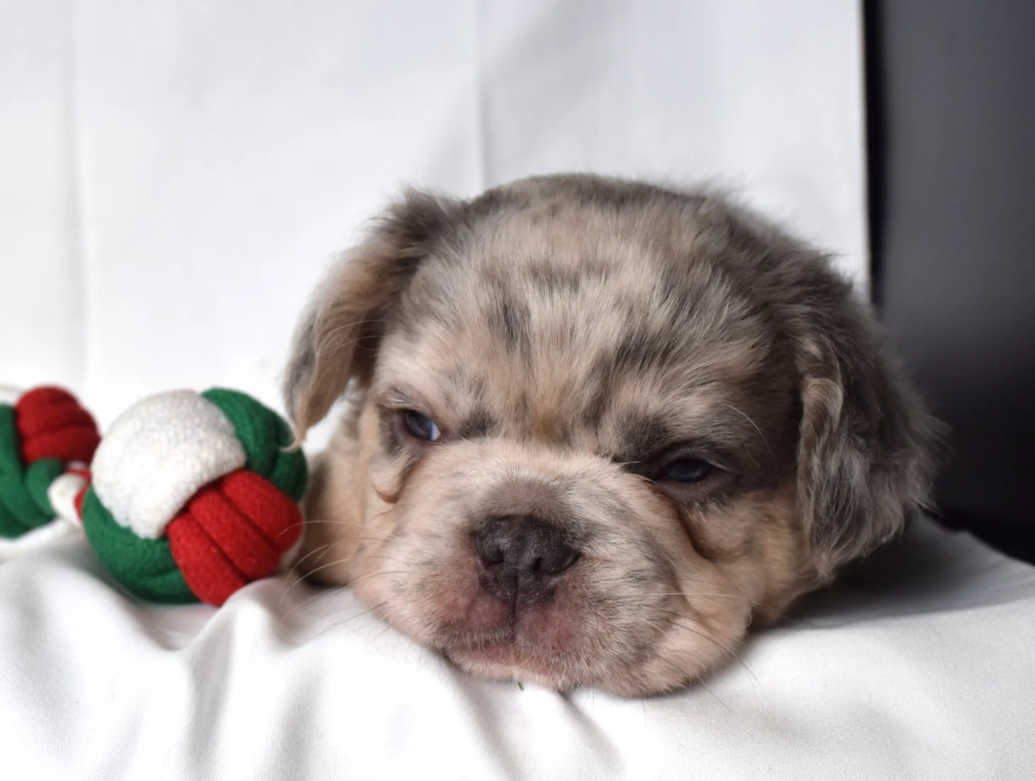 Teddy, French Bulldog puppy