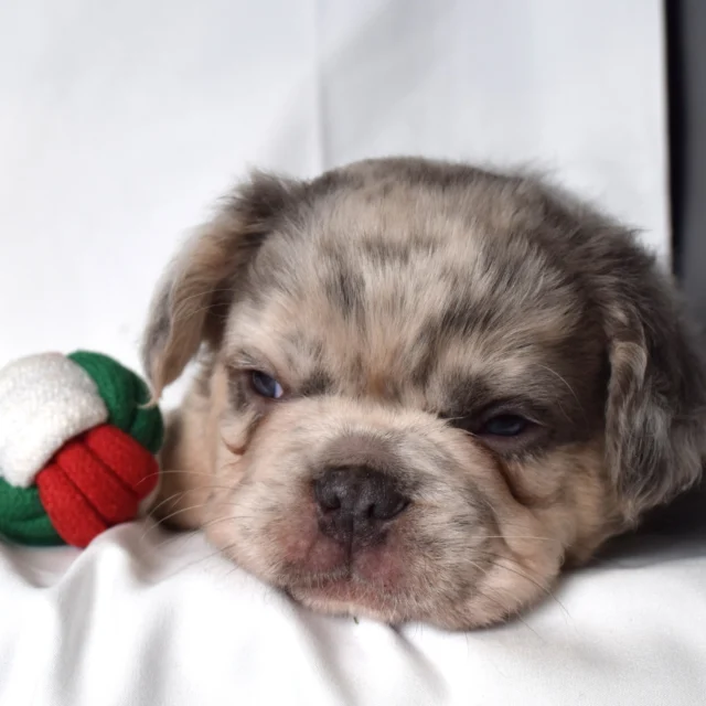 Teddy, French Bulldog puppy