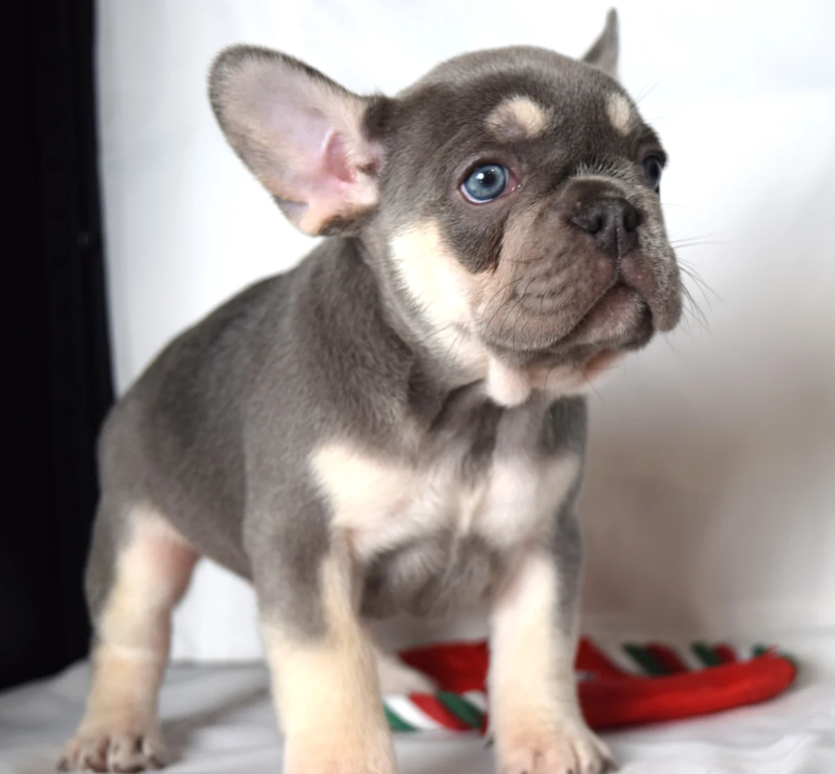 Tessa, French Bulldog puppy