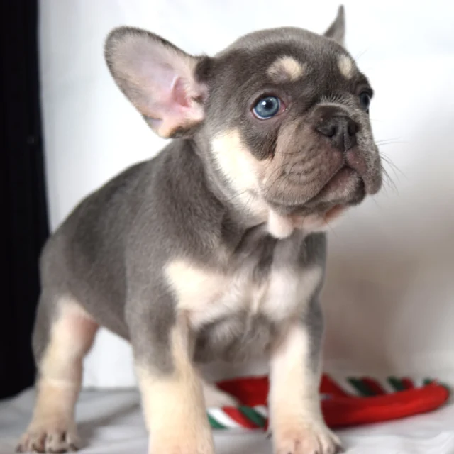 Tessa, French Bulldog puppy