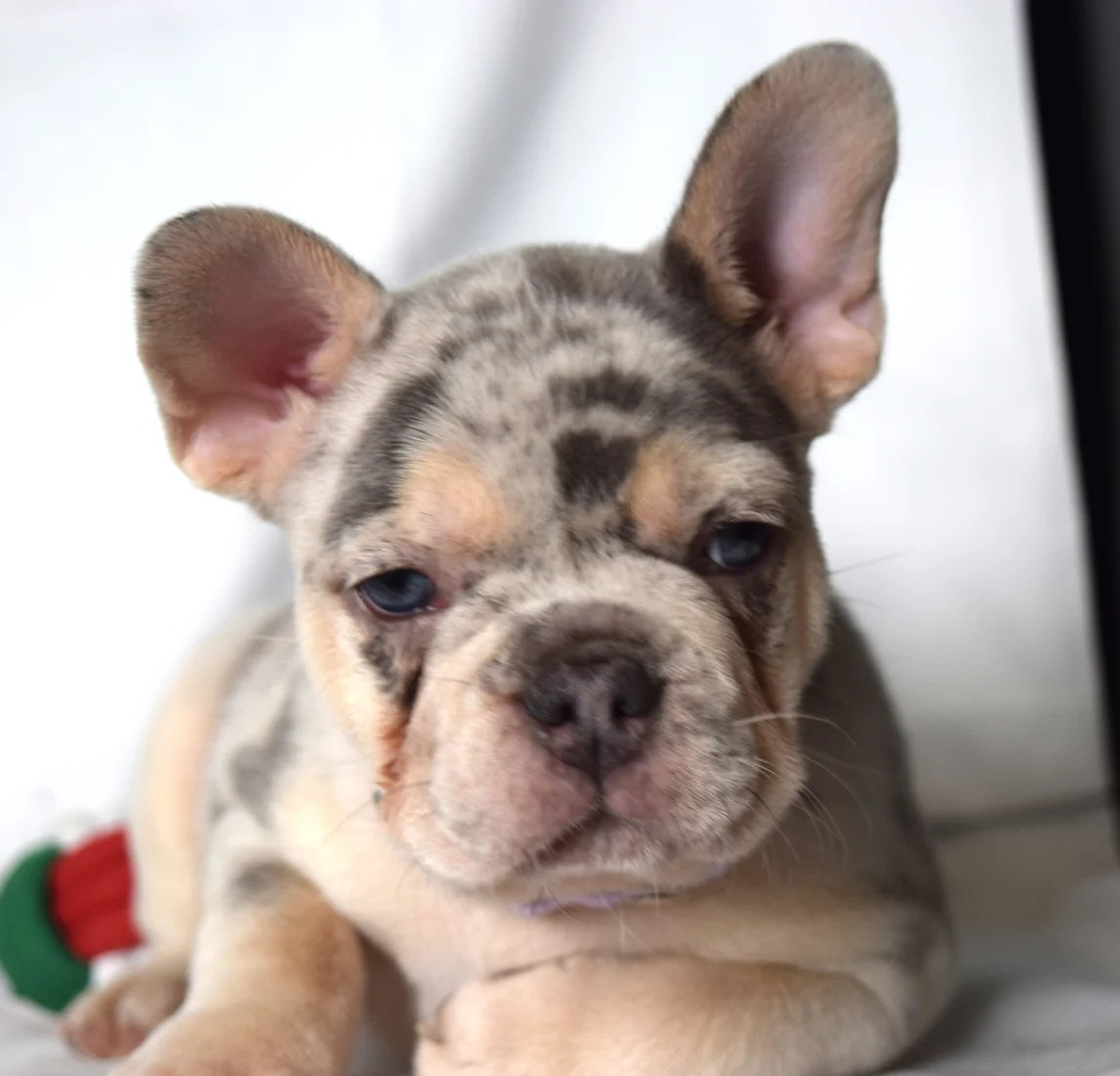 Thea, French Bulldog puppy