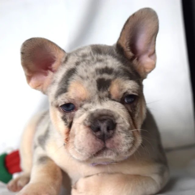 Thea, French Bulldog puppy