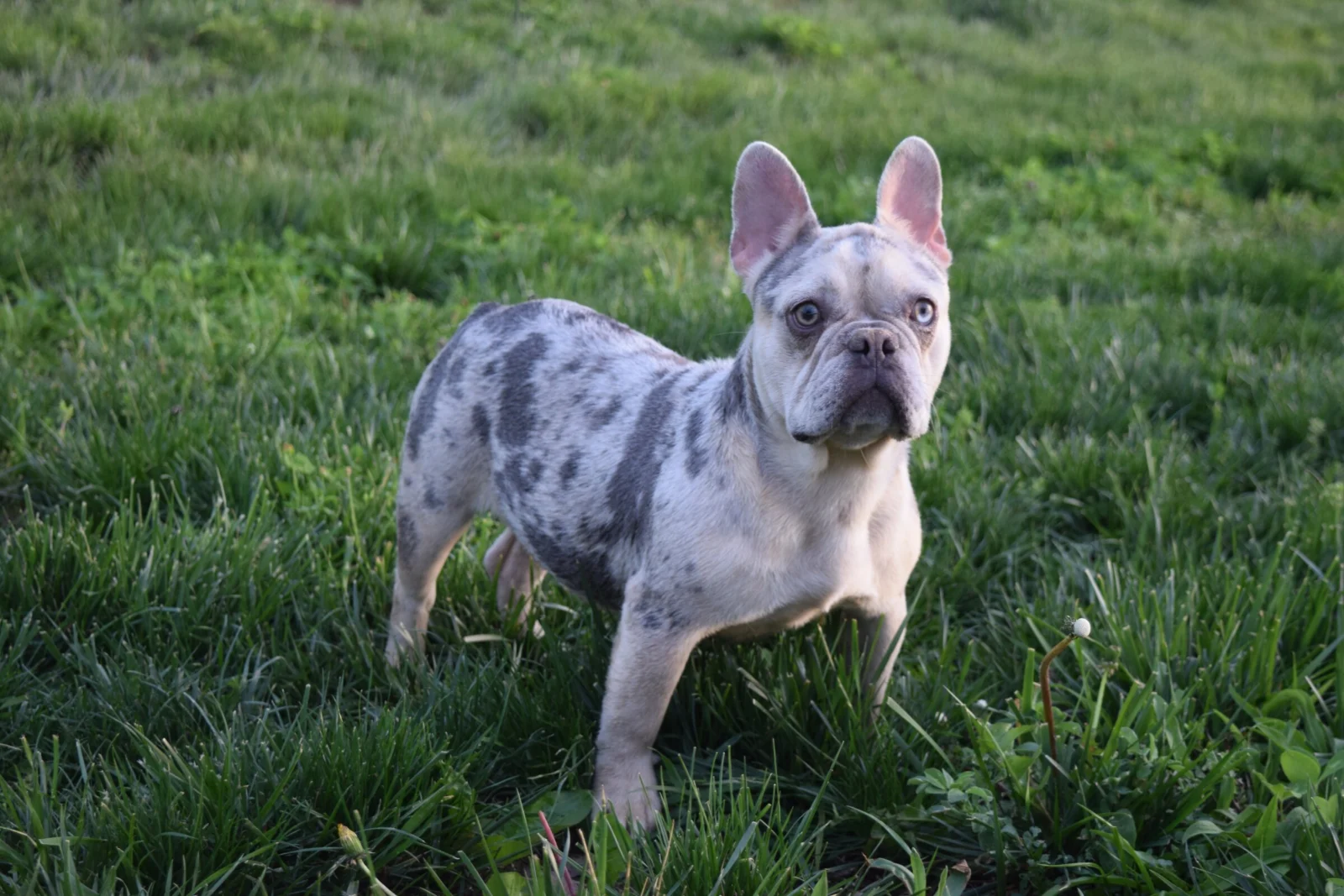 Tilly, French Bulldog