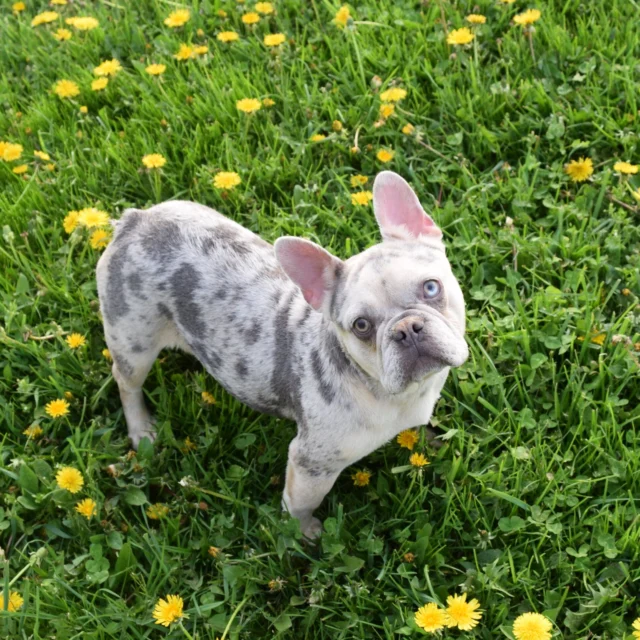 Tilly, a lilac and tan merle French Bulldog, in the dandelions