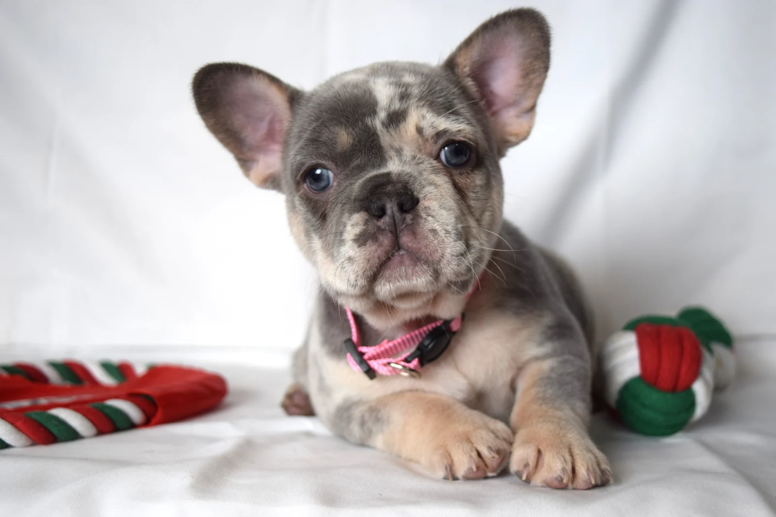 Trixie, French Bulldog puppy