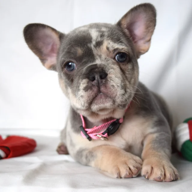Trixie, French Bulldog puppy