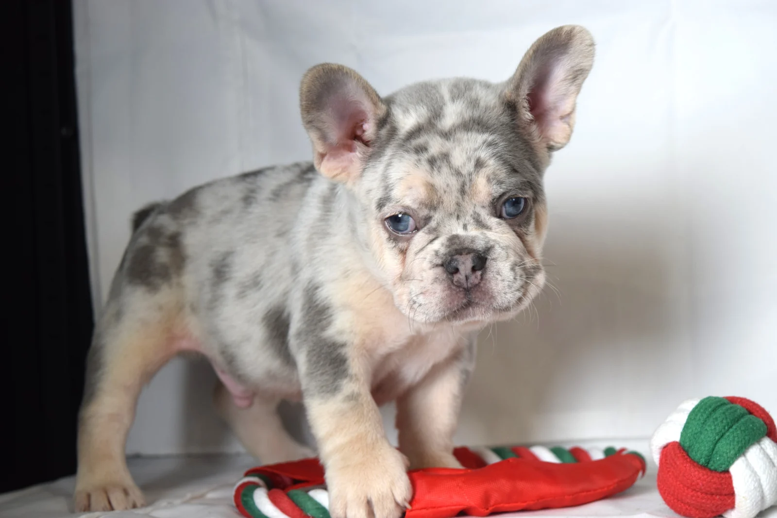 Tucker, French Bulldog puppy